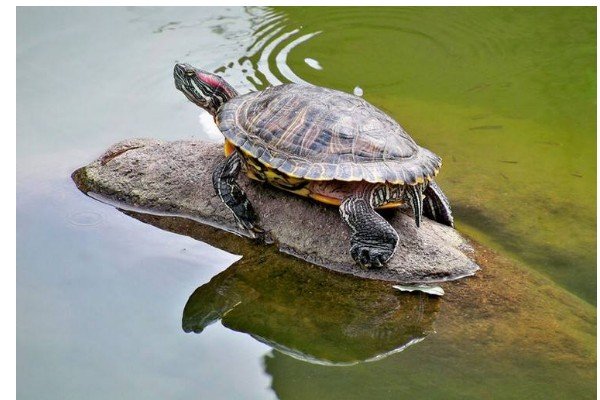 龟鹤之年打一个生肖