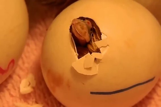 破壳而出指什么动物