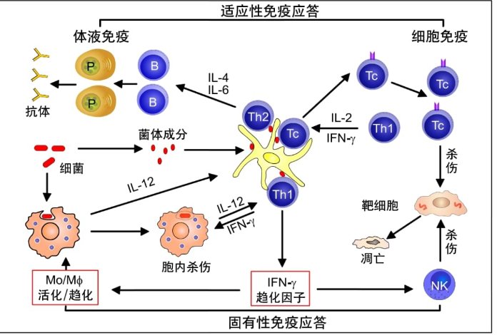 耐受力是什么意思