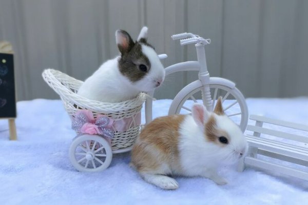 十大最漂亮的兔子品种