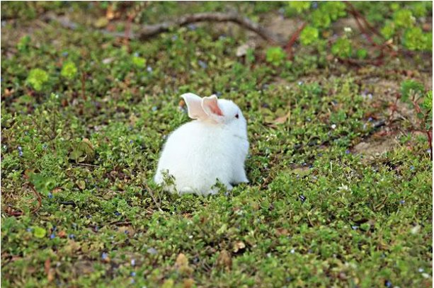 誓无二心打一个生肖