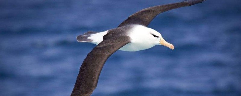 笨鸟是什么动物