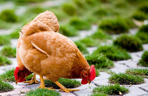 欲钱买青堂瓦舍打一生肖