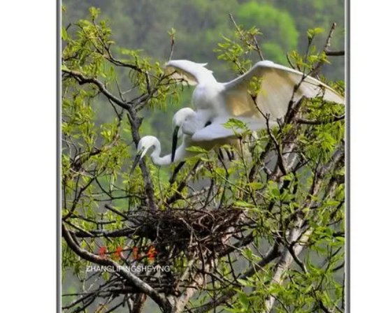 恋恋不舍的反义词和近义词