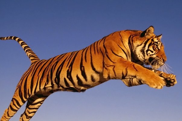 强者反己打一最佳生肖