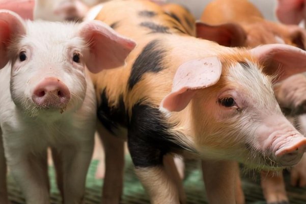 一马当先是什么生肖,标准答案解释落实