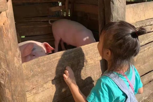 张家界一养猪场起火150头猪被烤焦,造成了多大的经济损失?