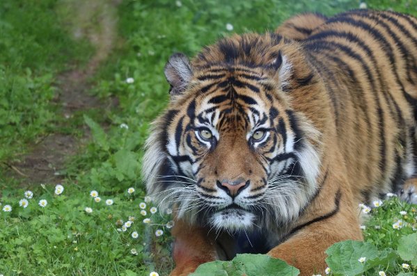 举国上下是什么动物