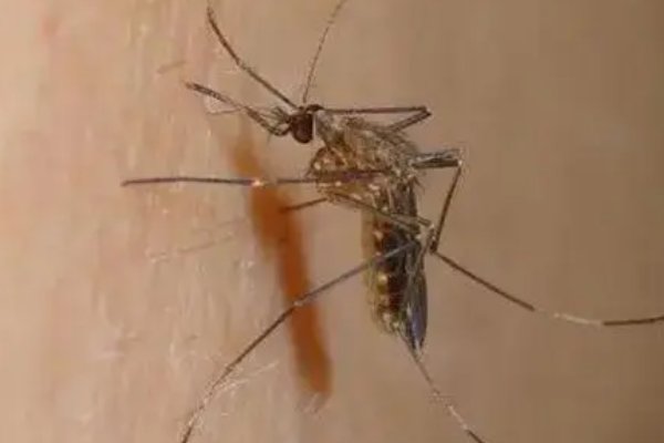 蚊子毒性排名