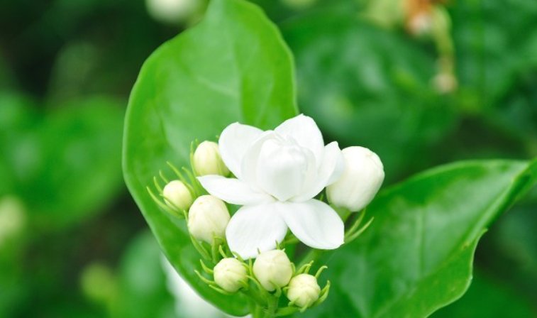 茉莉花香吗？