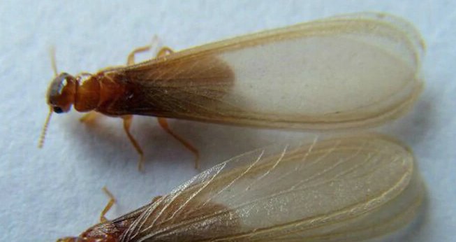 家里白天突然出现大量两对大翅膀的小虫子,不太飞,在地上爬。 请问有人知道是什么吗？