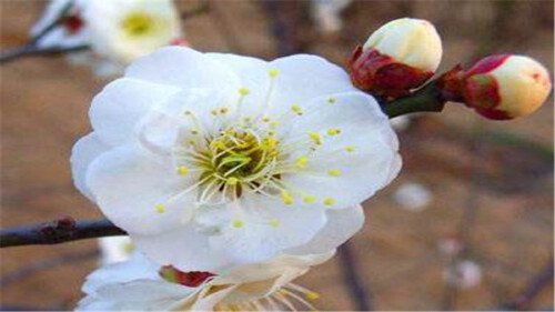 梅花的品质和精神
