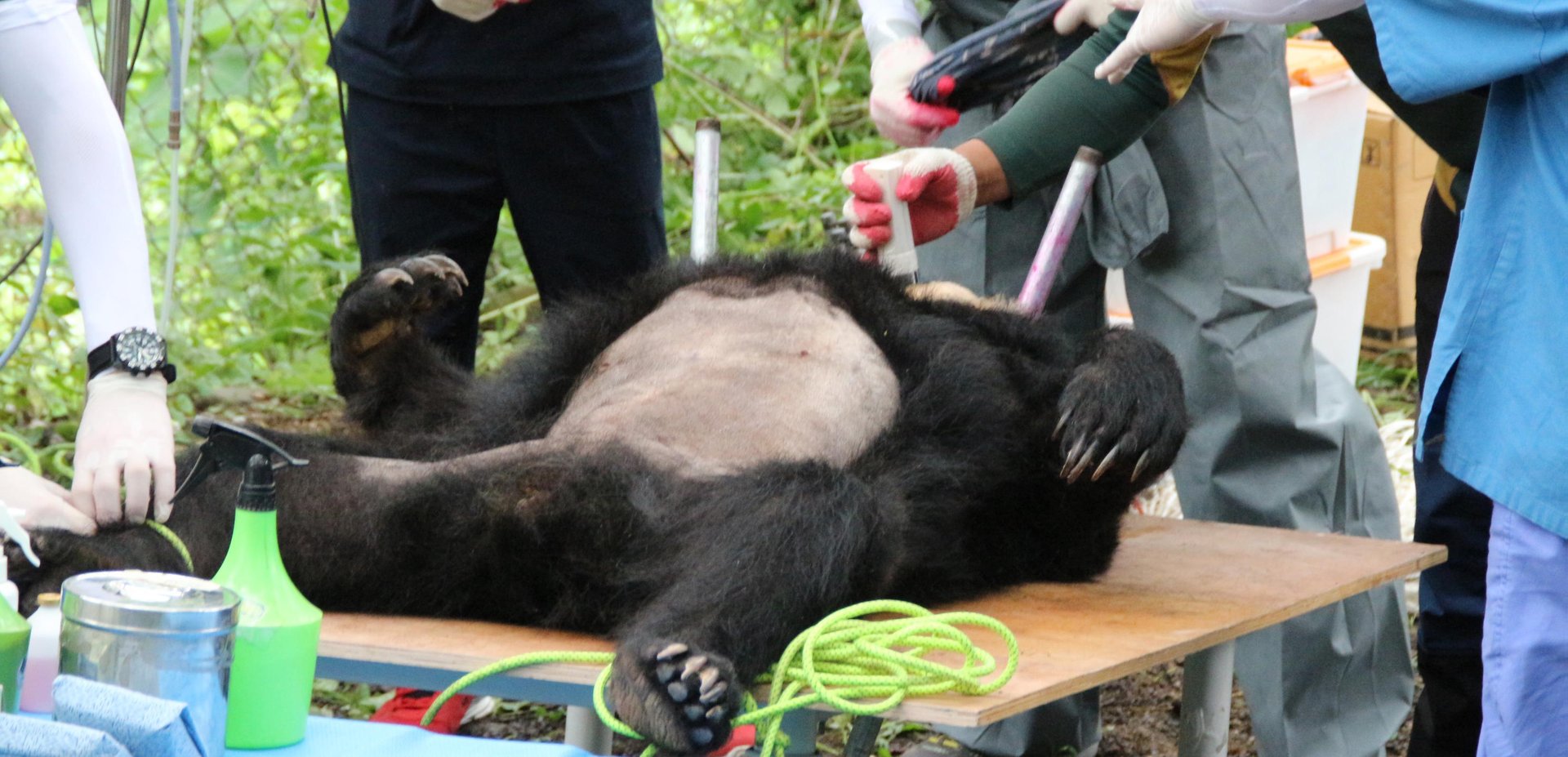 熊胆有什么作用？