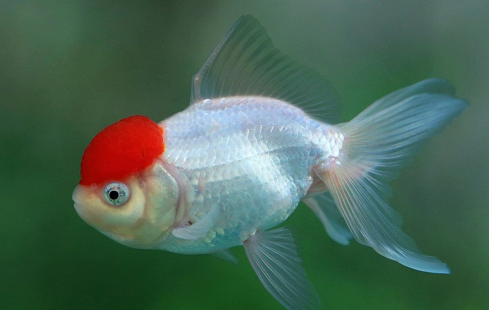 鱼字怎么读，有上、下、四个鱼的字怎么写