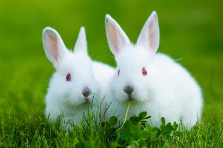 翻肠搅肚猜生肖