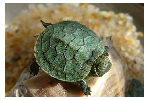 请问花鸟市场里买来的小绿龟能长大吗？