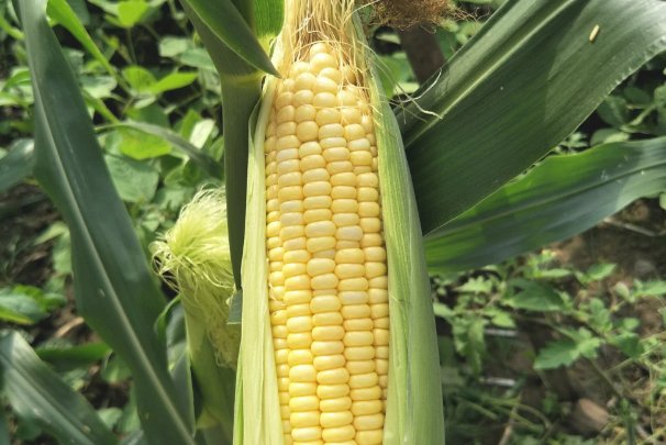 公愆憩止痒玉米地使用方法