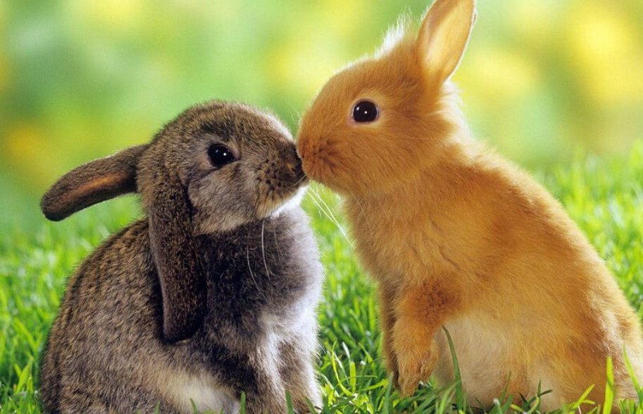 粉饰场面形容什么动物