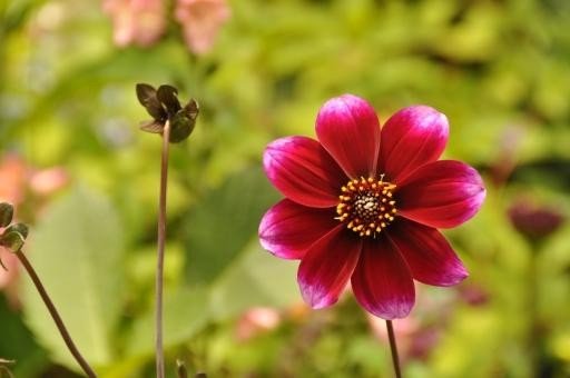 已经灭绝的花有哪些？