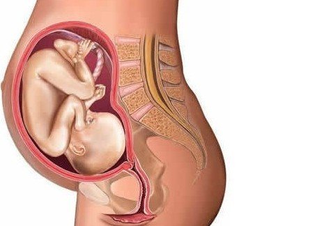 十月怀胎网的介绍