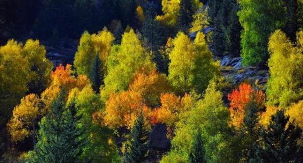 旅游平台新疆搜索量一天涨近三倍 到底什么情况？