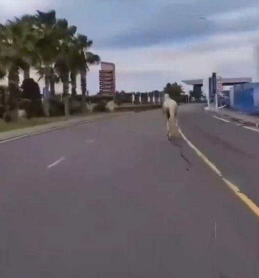 三亚，这座美丽的城市忽然慢了下来，车流稀少，街上白马奔跑