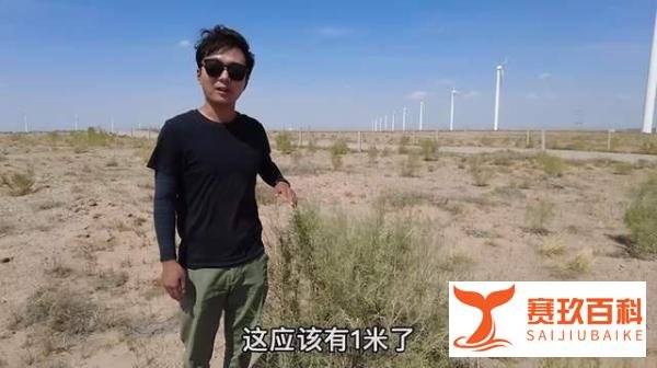 超6亿人参与，马云的蚂蚁森林曾被质疑“造假”，如今怎么样了？