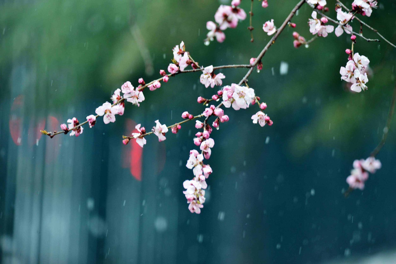 请问三月飞雪是什么意思？