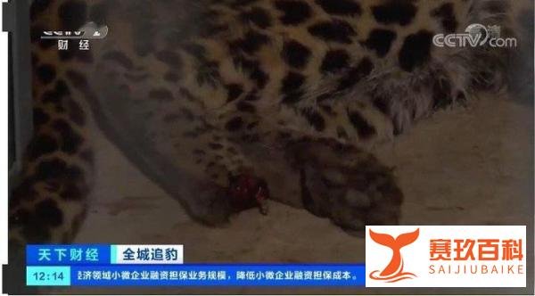 官方回应外逃豹子后掌疑断裂 这是咋情况？