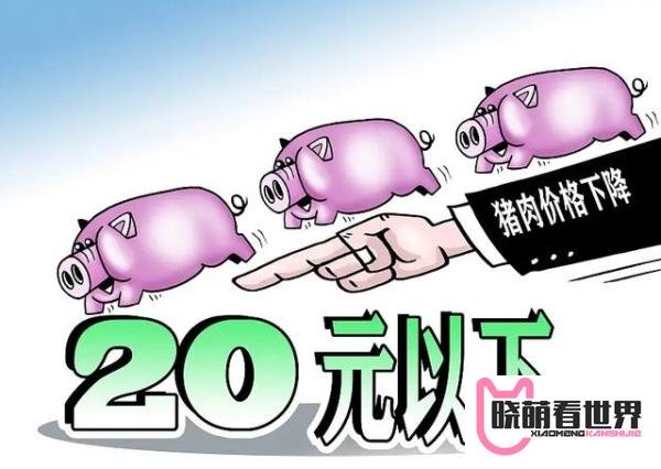 最新！猪肉终于要掉价！一头猪可赚1000元，有猪企今年已大赚10亿