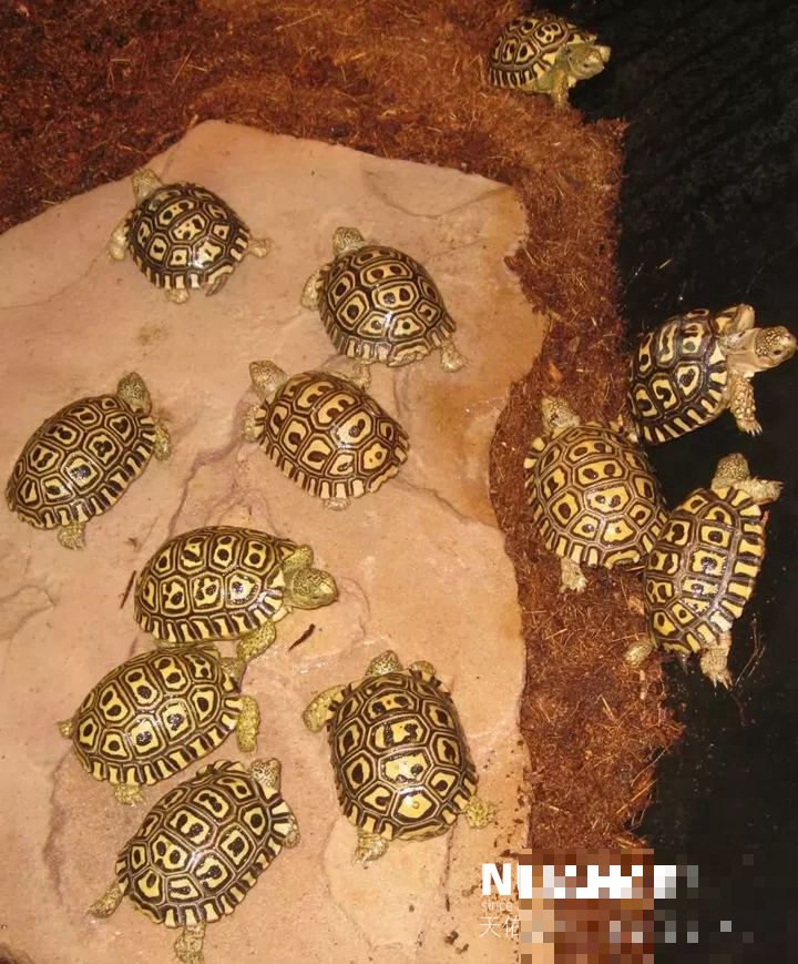 豹纹陆龟在成长过程中如何预防结石？