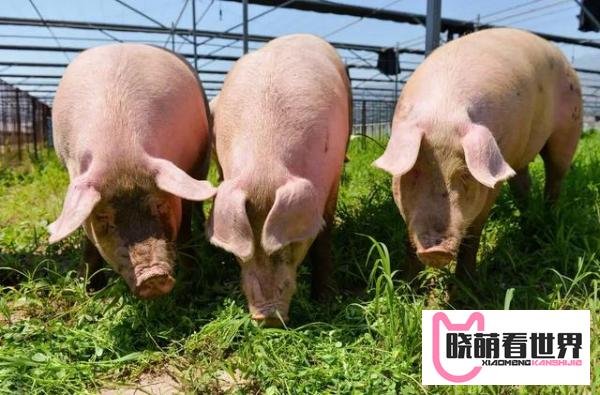 最新！猪肉终于要掉价！一头猪可赚1000元，有猪企今年已大赚10亿