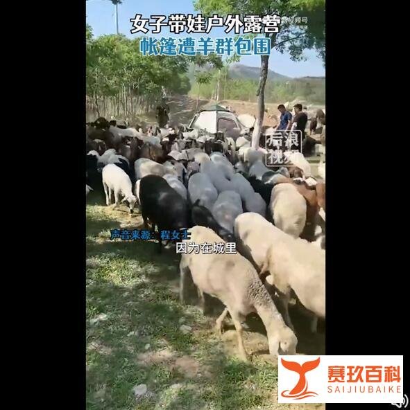 女子带娃露营 帐篷遭羊群包围 这是咋情况？
