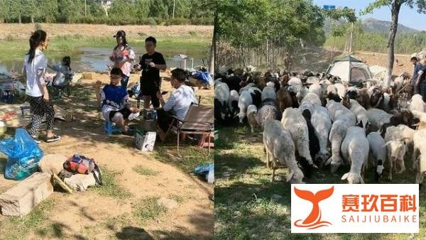 女子带娃露营 帐篷遭羊群包围 这是咋情况？