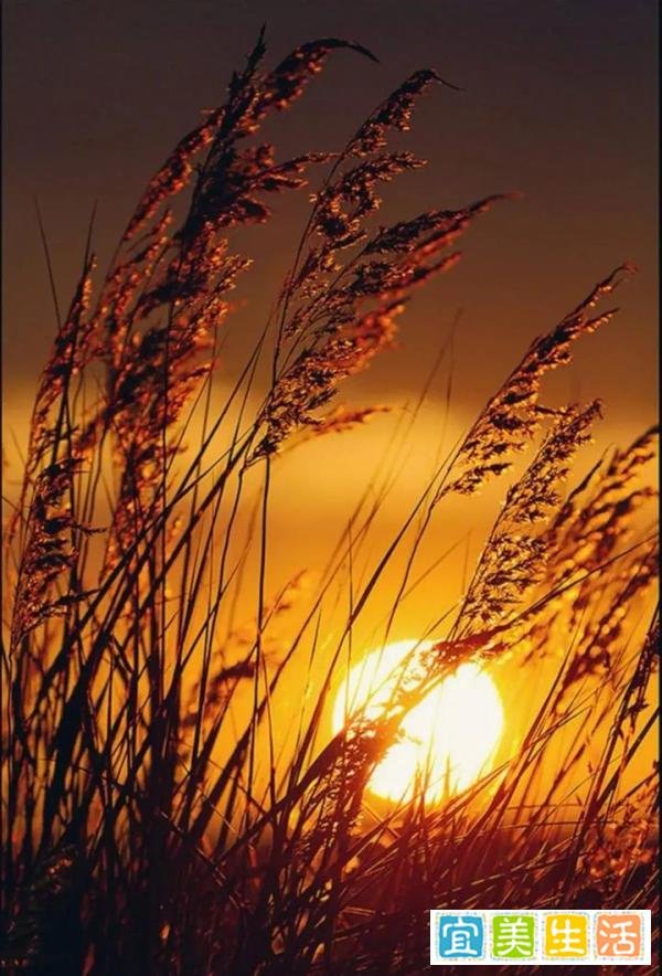 心有沉香，何惧浮世？