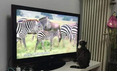 英语作文： MyFavourite TV Program_初二作文