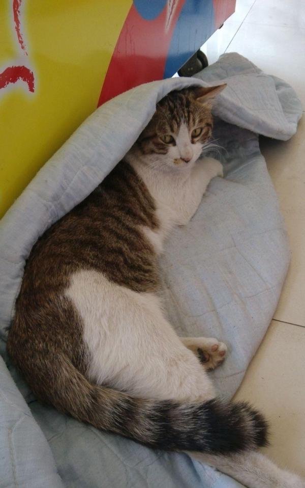 烽火战国怎么点亮图标