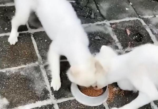 夫妻救助2只狗被判犯盗窃罪，好心没好报还是误会？究竟怎么了？