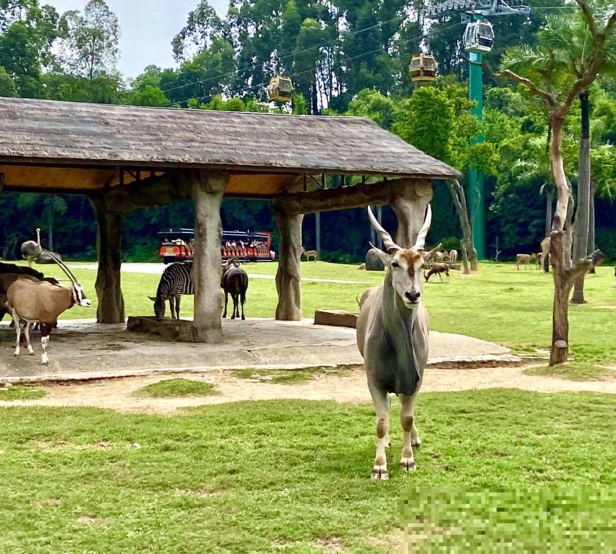 广州香江野生动物园门票