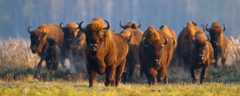 将勤补拙打一动物