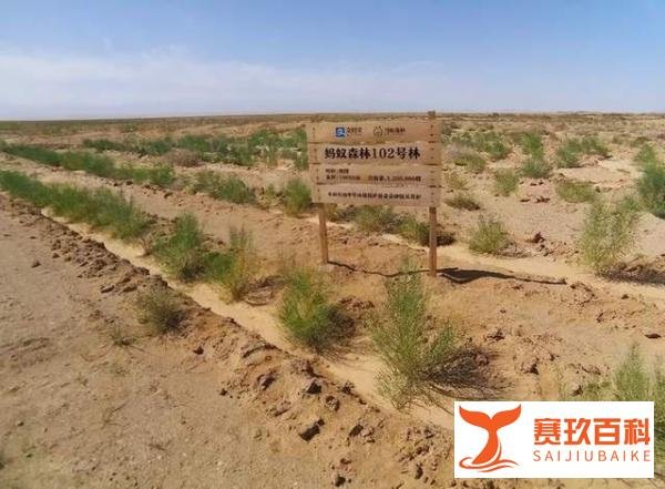 超6亿人参与，马云的蚂蚁森林曾被质疑“造假”，如今怎么样了？