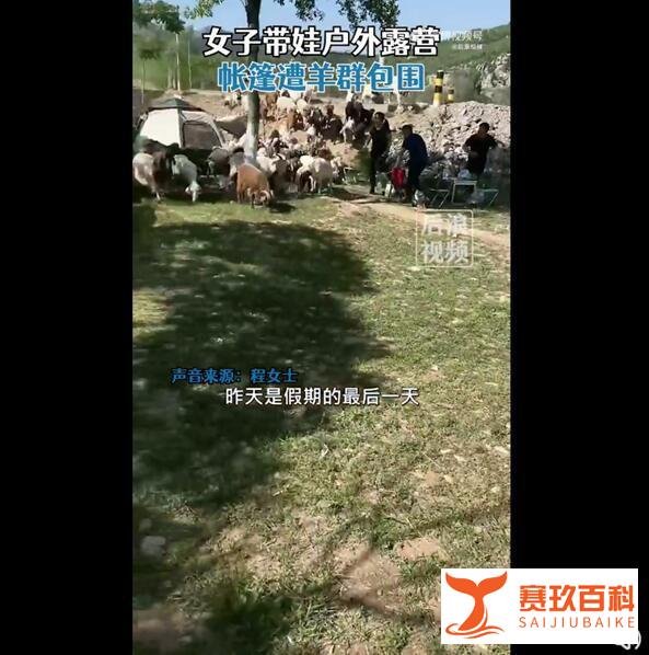 女子带娃露营 帐篷遭羊群包围 这是咋情况？