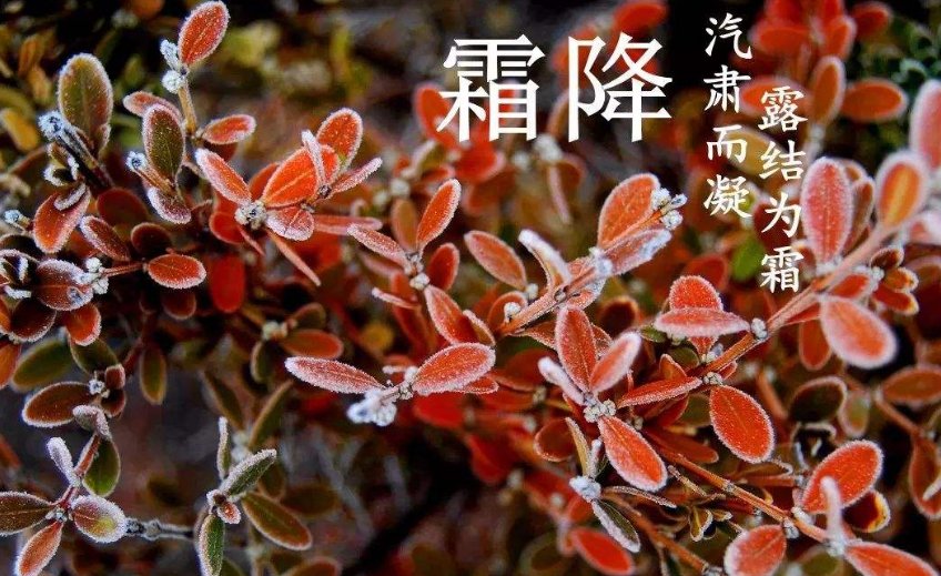 鸿飞霜降的含义是什么意思？