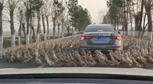 轿车被群鸭团团围住一动不敢动 这是咋情况？