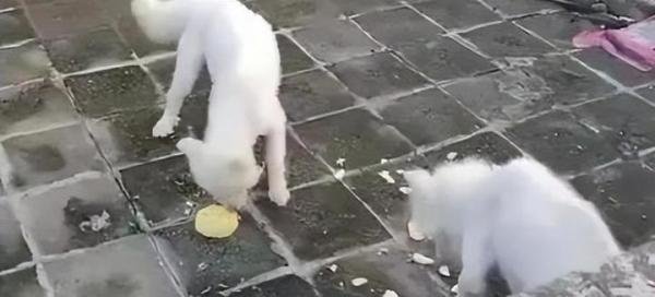 夫妻救助2只狗被判犯盗窃罪，好心没好报还是误会？究竟怎么了？