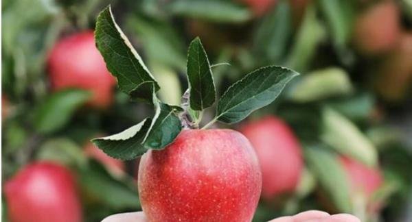 上海部分平安果单颗售价近30元 这是咋情况？