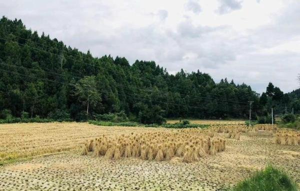 百事可乐扬言买断员工工龄及裁员，巨头也扛不住了？