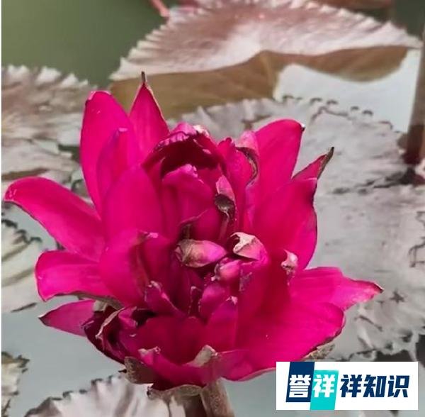 广州莲花山首次发现四蒂莲,名为“红色火焰”,此地曾现七蒂莲!