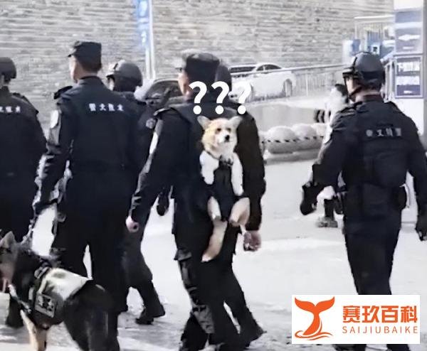 柯基考上山东公务员了：全国第一只带编制的柯基