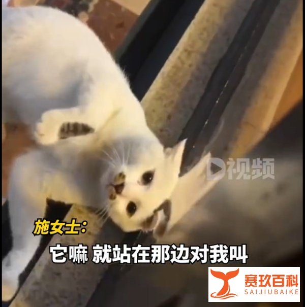 女子投喂流浪猫1年，猫咪赠仓鼠作为回报